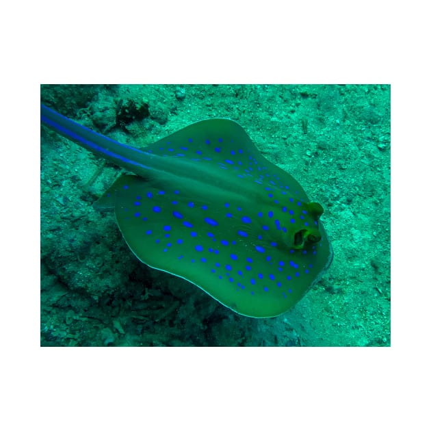 Blue spotted stingray by likbatonboot