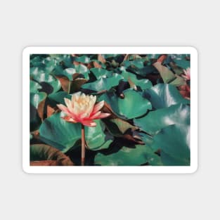 pink lotus Magnet