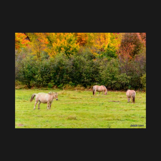 Horses Enjoying a Beautiful Autumn Day by kenmo