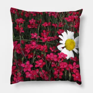 Daisy Napping in a Field of Phlox Pillow