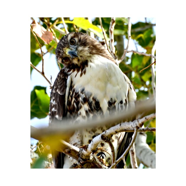 Red Tailed Hawk by Scubagirlamy