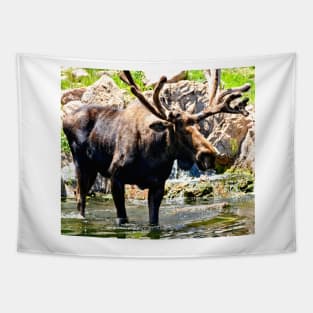 Colorado Moose Tapestry