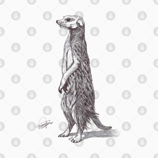 Suricata. Meerkat by BeritValk