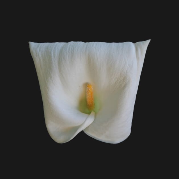 Square Shaped Calla Lily Flower by oknoki