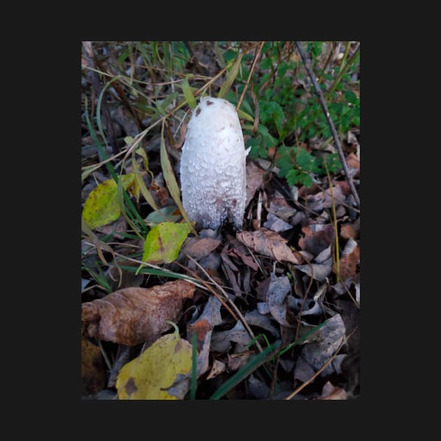 Shaggy Mane by etherealwonders