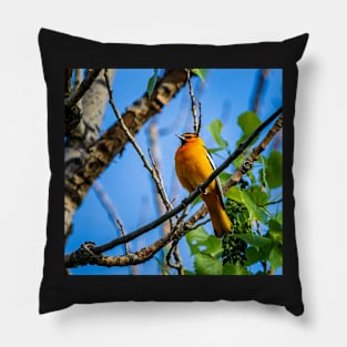 Bullock's Oriol Perched on a Branch Pillow