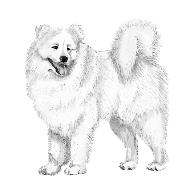 Samoyed Samoyed T Shirt Teepublic