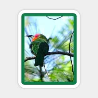 A SPLASH OF RED BEARDED BEE EATER Magnet