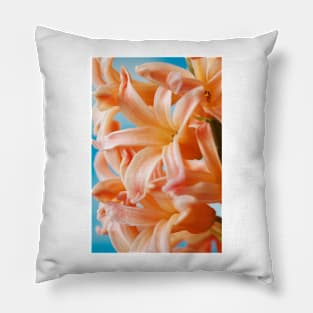 Hyacinthus orientalis  &#39;Gipsy Queen&#39;  Hyacinth Pillow