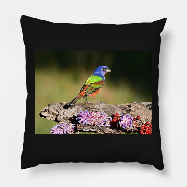 Painted Bunting Bird Male Pillow by candiscamera