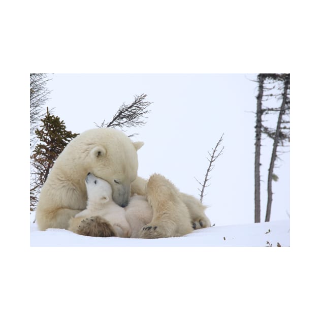 Polar bears: Mom & cubs by mjoncheres