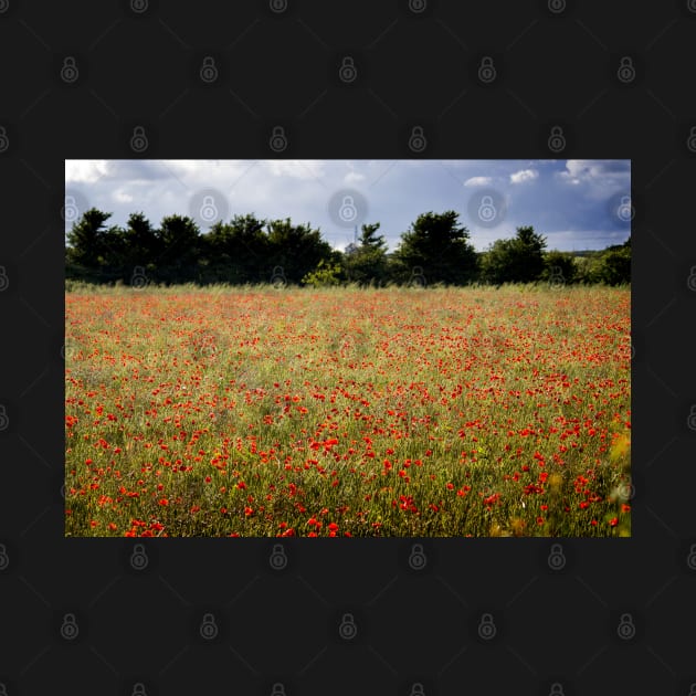 Poppy Field by heidiannemorris