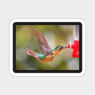 Purple-throated Mountain-gem Hummingbird Magnet