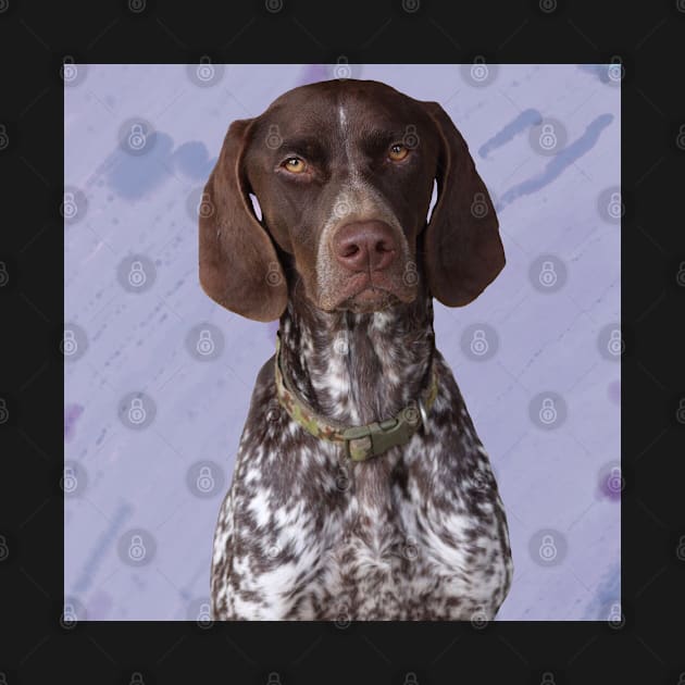 German Shorthaired Pointer by Noamdelf06