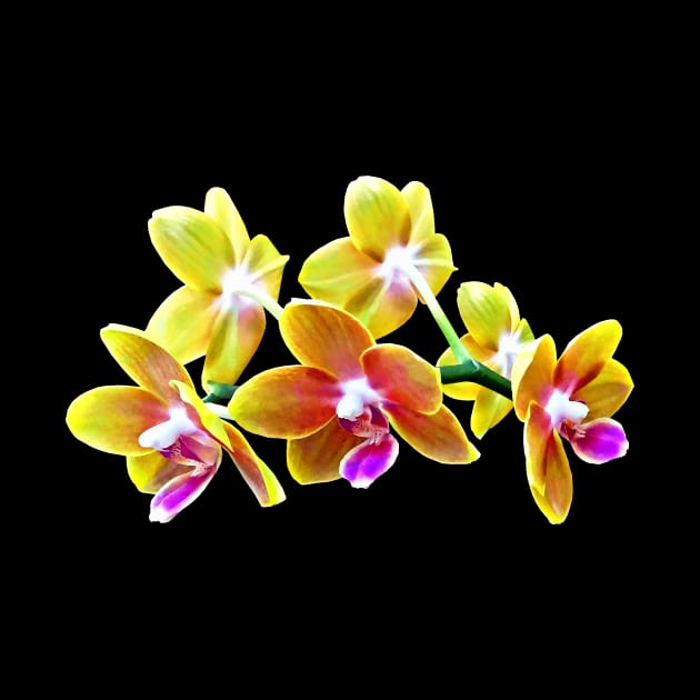 Orchid - Phalaenopsis Orchid Taida Pride Cupid by SusanSavad