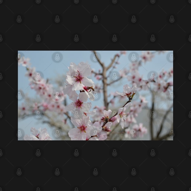 Bee in Almond Flower by jojobob