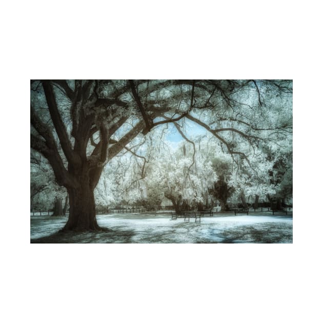 New Orleans Audubon Park Infrared by jforno