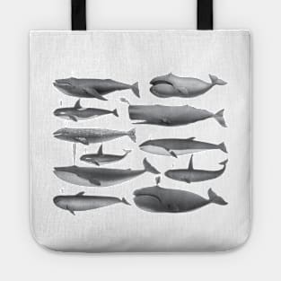 Whale - Whales Vintage Image Tote