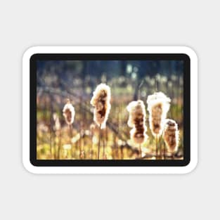 "Puffy Cattails" Magnet