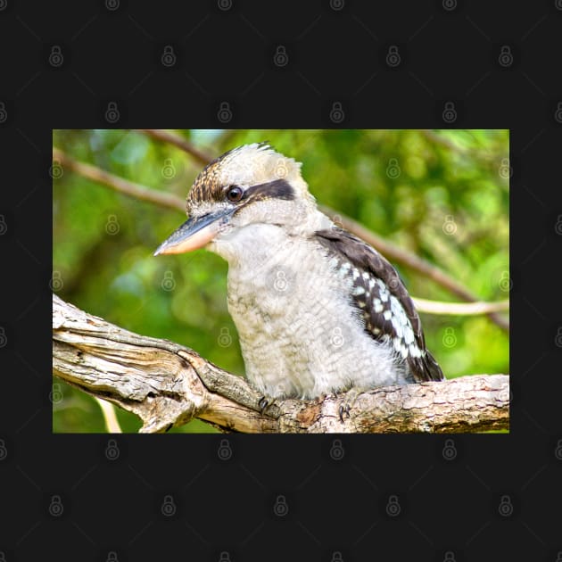 Laughing Kookaburra by Upbeat Traveler