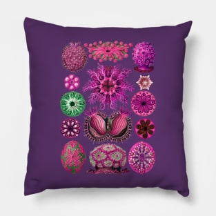 Ernst Haeckel Ascidiae Sea Squirts Magenta Pillow