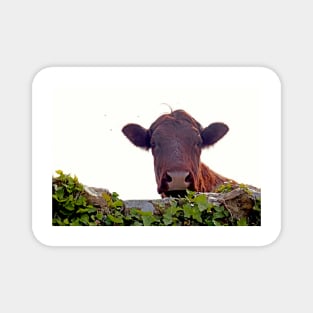 Red brown cow Magnet