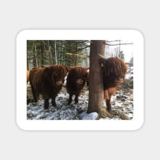 Scottish Highland Cattle Calves 1961 Magnet