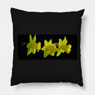 GAUSSY DAFFS ! Pillow