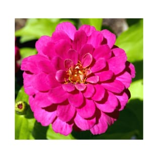 Macro Pink Fuschia Zinnia Flower in the Garden T-Shirt