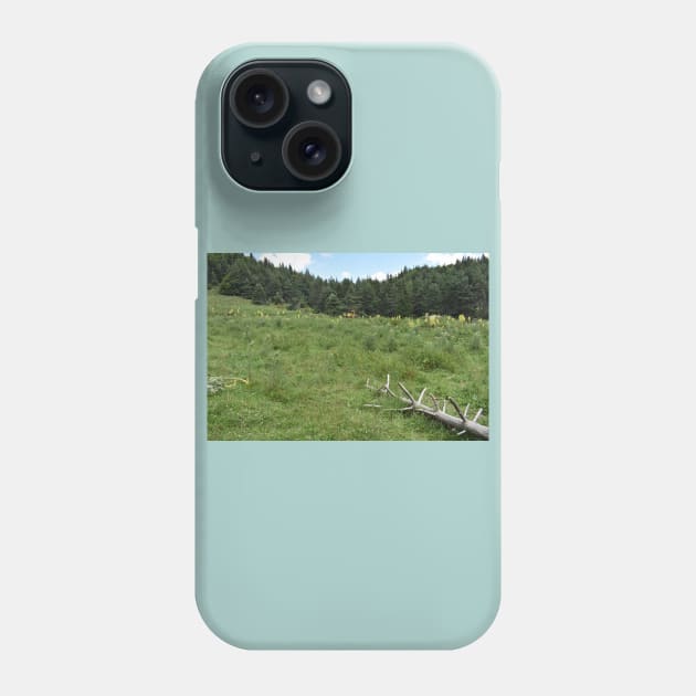 Picea abies native forest in northern Greece Phone Case by Forest Life