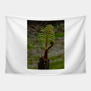 The Tree Fern Tapestry