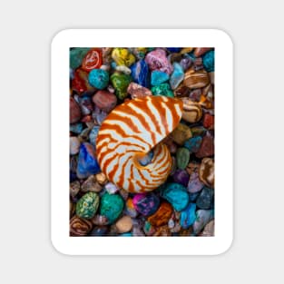 Natural Nautilus Shell On Colorful Stones Magnet