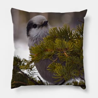 Gray Jay alias Whiskey Jack. Pillow