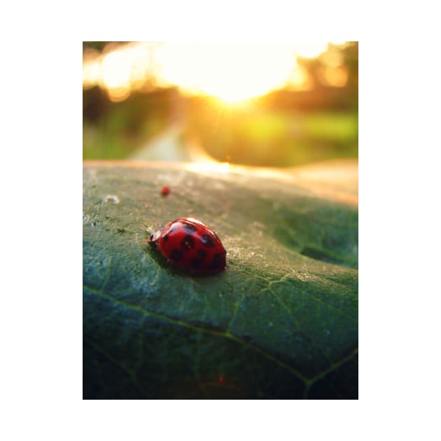 Ladybug Sunburst by ARTWORKandBEYOND