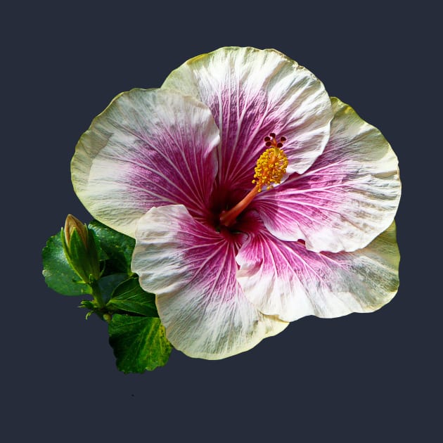 Hibiscus - Hibiscus Candy Striper by SusanSavad