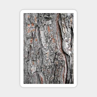 bark pine texture Magnet