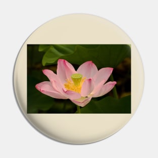 Pink lotus flower Pin