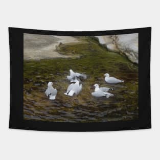 Dee Why Gulls Swimming Tapestry