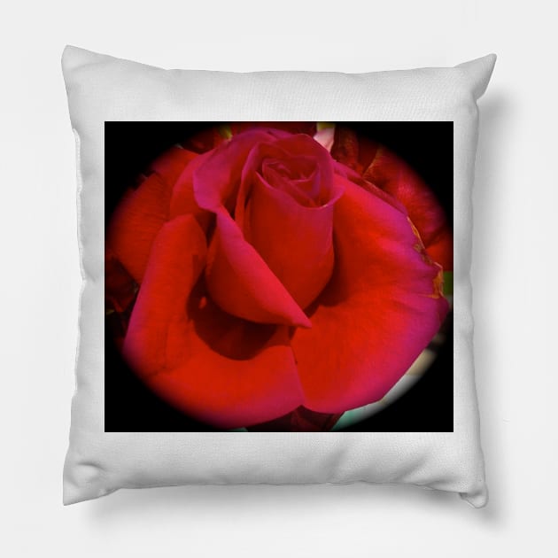 Red Rose Pillow by jennyleeandjim