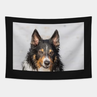 Wet Border Collie Tapestry