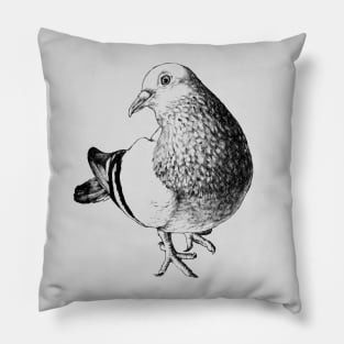 Feral Pigeon Animal Portrait Pillow