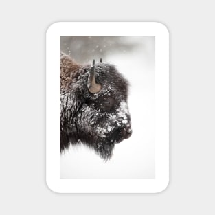 American bison (C011/1570) Magnet