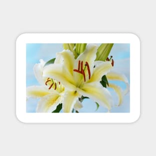 Lilium  &#39;Chill Out&#39;  Oriental hybrid lily Magnet