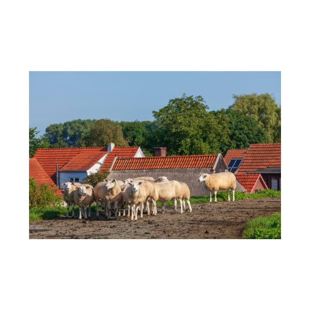 Sheep on the dike, Elsfleth by Kruegerfoto