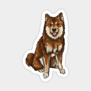 Finnish Lapphund Dog | Chocolate and Tan Magnet