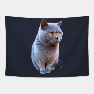 British Shorthair Cat Blue with Orange eyes Tapestry