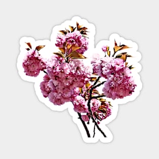 Double Cherry Blossom Branches Magnet