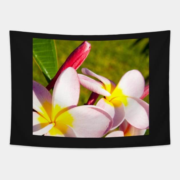 Frangipani closeup. Tapestry by brians101