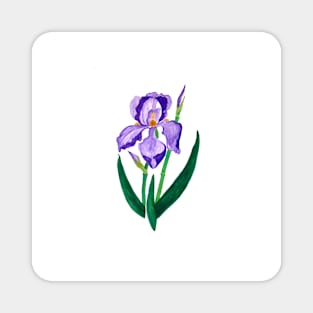 Purple Iris Magnet