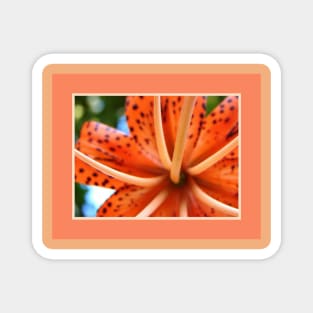 Tiger Lily Magnet